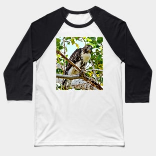 Red Tailed Hawk Baseball T-Shirt